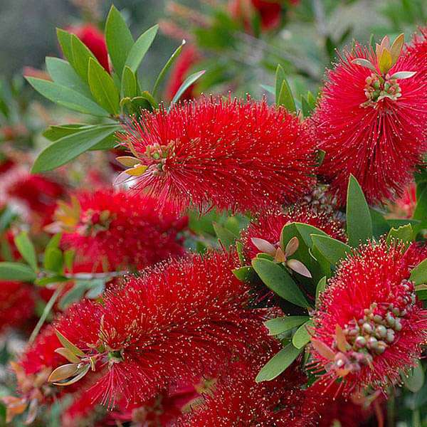 callistemon citrinus - 0.5 kg seeds