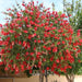 callistemon citrinus - 0.5 kg seeds