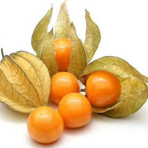 cape gooseberry - fruit seeds