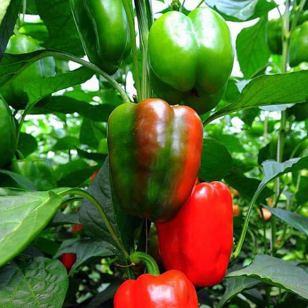 capsicum california wonder - desi vegetable seeds