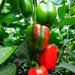 capsicum california wonder - desi vegetable seeds