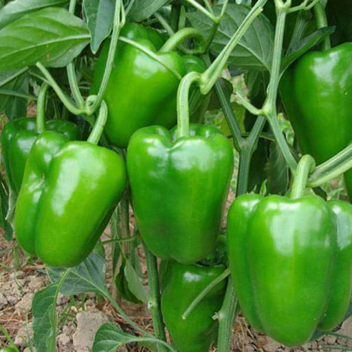 capsicum green - desi vegetable seeds