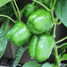 capsicum imported green - vegetable seeds