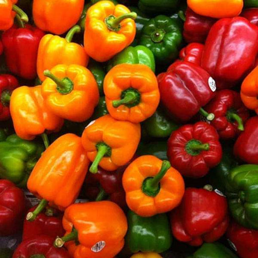 capsicum mix color - vegetable seeds