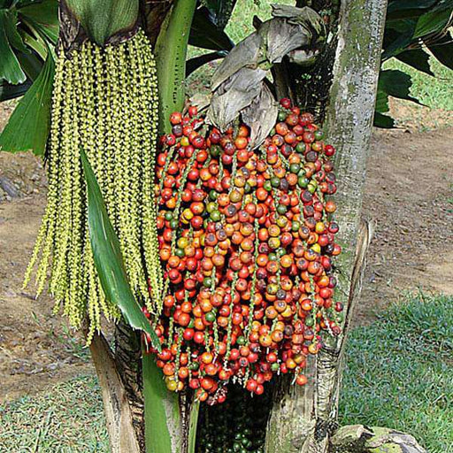 caryota urens - 0.5 kg seeds