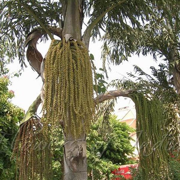 caryota urens - 0.5 kg seeds