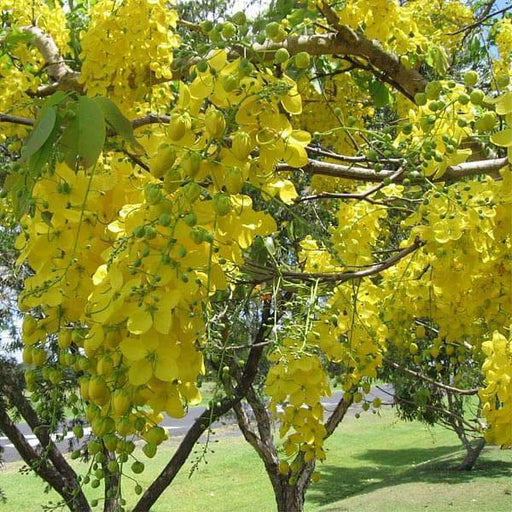 cassia fistula - plant