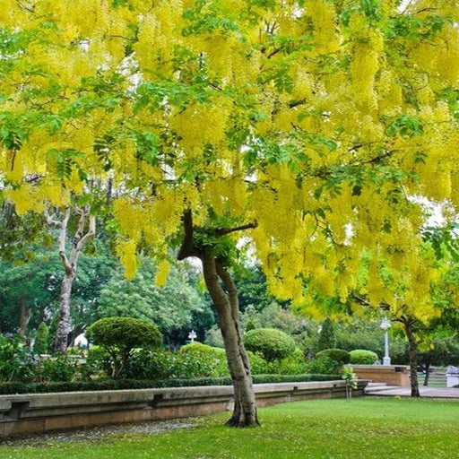 cassia fistula - 0.5 kg seeds