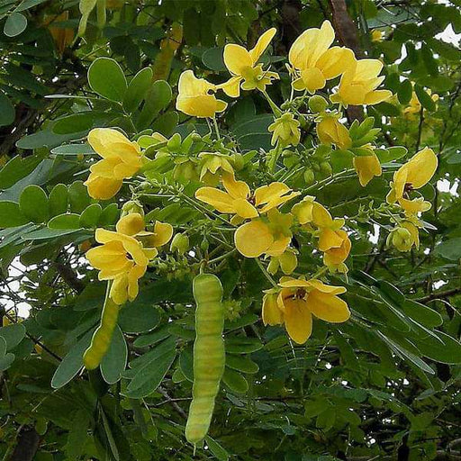 cassia glauca - 0.5 kg seeds