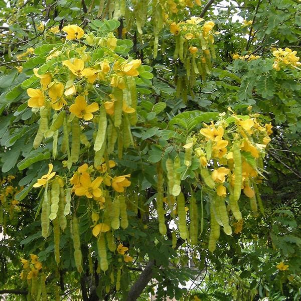 cassia glauca - 0.5 kg seeds