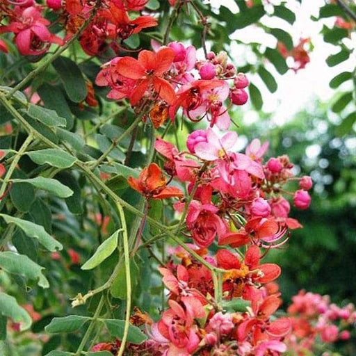 cassia marginata - 0.5 kg seeds