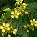 cassia siamea - 0.5 kg seeds