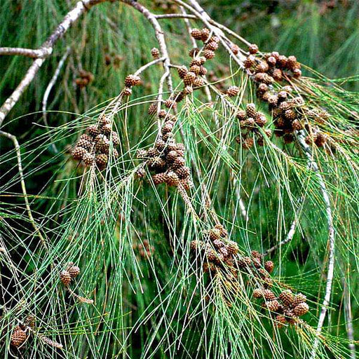 casuarina equisetifolia - 0.5 kg seeds