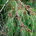 casuarina equisetifolia - 0.5 kg seeds