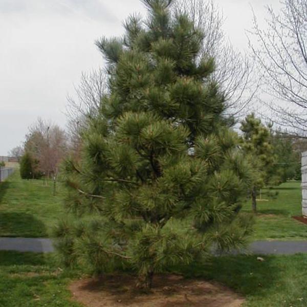 casuarina equisetifolia - 0.5 kg seeds