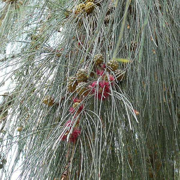 casuarina junghuhniana - 0.5 kg seeds