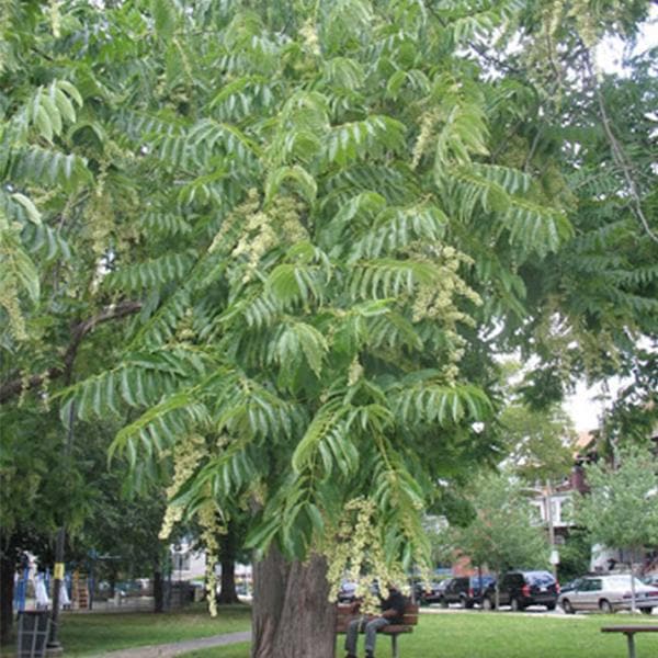 cedrela toona - 0.5 kg seeds