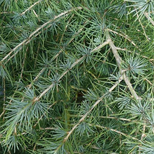 cedrus deodara - 0.5 kg seeds