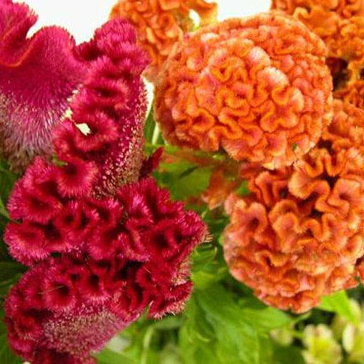 celosia cockscomb dwarf cristata mixed color - flower seeds