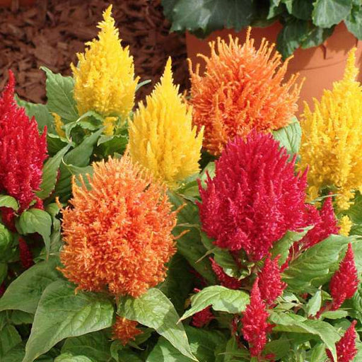 celosia plumosa mixed color - desi flower seeds