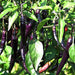 chilli f1 hybrid deep kali 6 - vegetable seeds