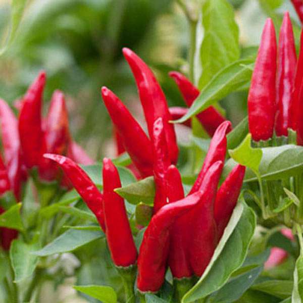 chilli f1 hybrid xingchango no 1 - vegetable seeds