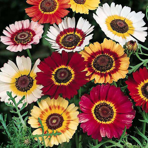 chrysanthemum carinatum mixed color - flower seeds