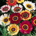 chrysanthemum carinatum mixed color - flower seeds