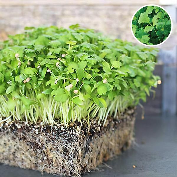 cilantro split seeds imported coriander - microgreen seeds