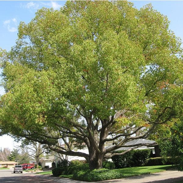 cinnamomum camphora - 0.5 kg seeds