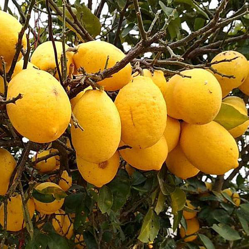 citrus galgal - 0.5 kg seeds