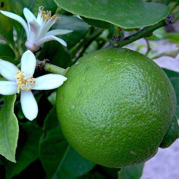 citrus limetta - 0.5 kg seeds