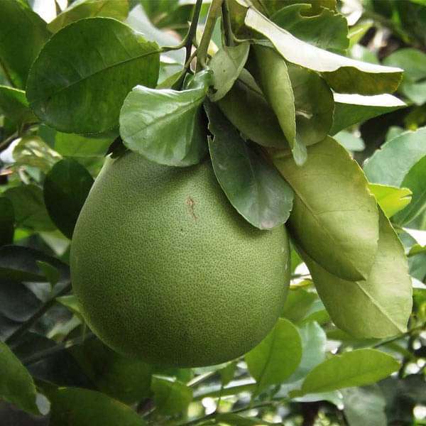 citrus pomelo - 0.5 kg seeds