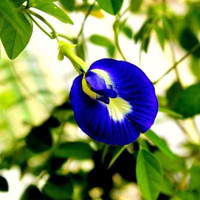 clitoria ternatea - 0.5 kg seeds