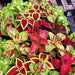 coleus rainbow mixed color - foliage plant seeds