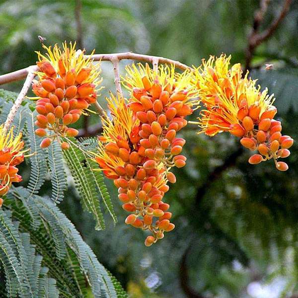 colvillea racemosa - 0.5 kg seeds