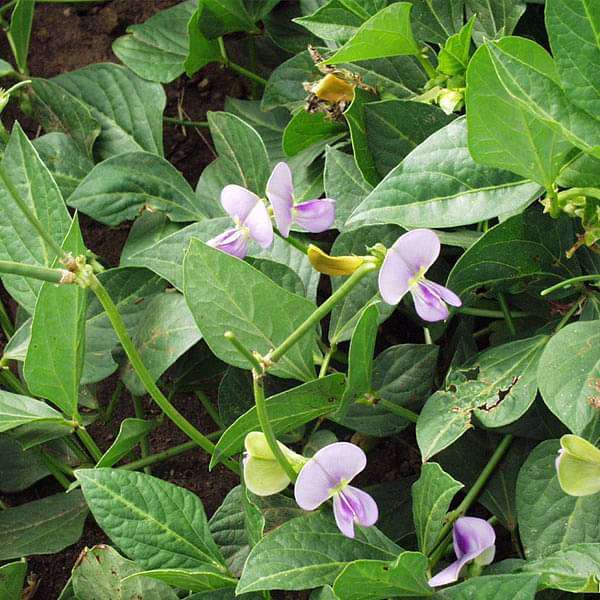 cow pea - 0.5 kg seeds