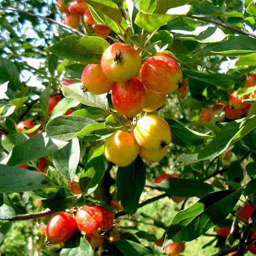 crab apple - 0.5 kg seeds