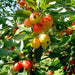 crab apple - 0.5 kg seeds