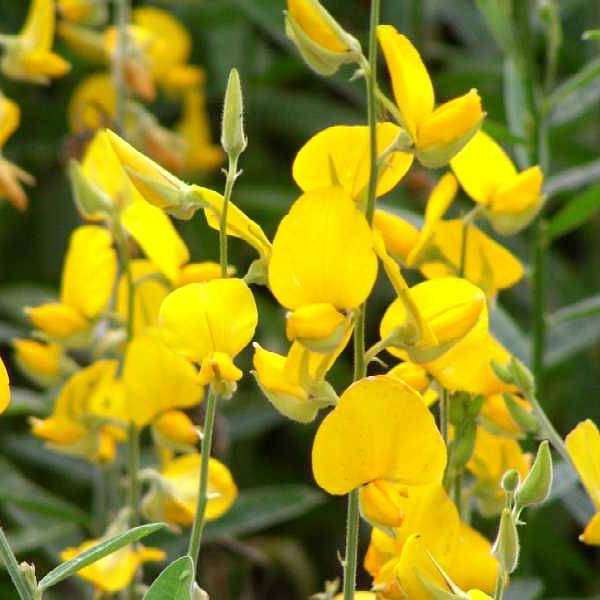 crotalaria juncea - 0.5 kg seeds