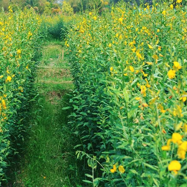 crotalaria juncea - 0.5 kg seeds