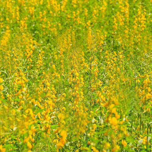 crotalaria juncea - 0.5 kg seeds