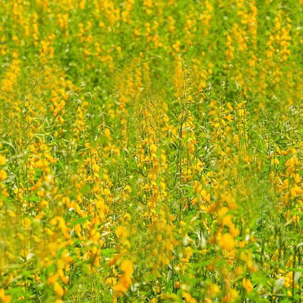 crotalaria juncea - 0.5 kg seeds