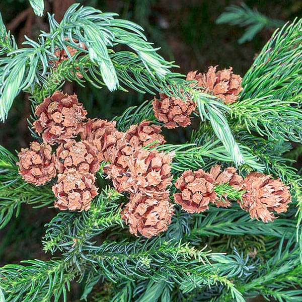 cryptomeria japonica - 0.5 kg seeds