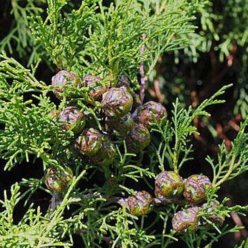 cupressus torulosa - 0.5 kg seeds