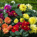 dahlia figaro mixed color - flower seeds