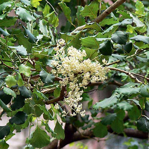 dalbergia latifolia - 0.5 kg seeds