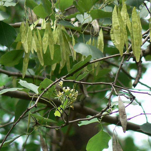 dalbergia oojeinensis - 0.5 kg seeds