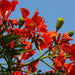 delonix regia - 0.5 kg seeds