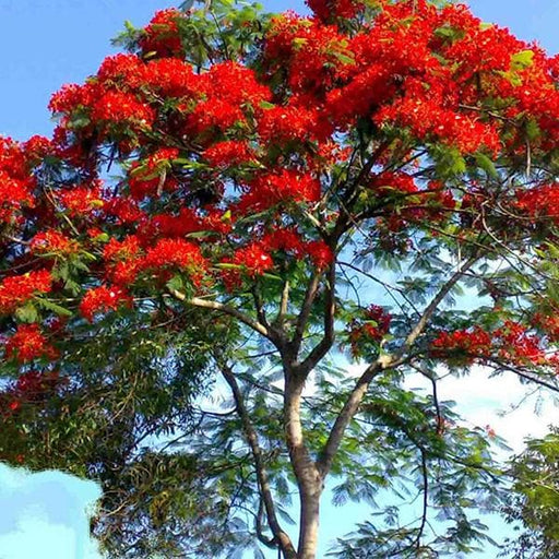 delonix regia - 0.5 kg seeds